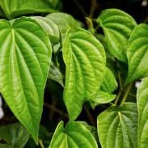 Obati Keputihan Dengan Daun Sirih