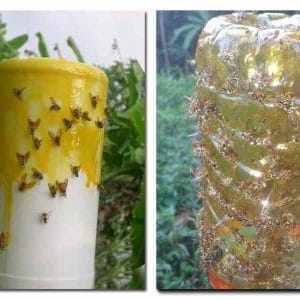 Cara Mengusir Lalat Dengan Buah Lemon