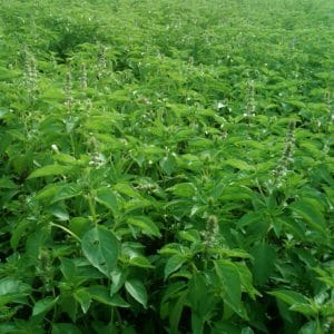 Khasiat Kemangi Dalam Atasi Ejakulasi Dini