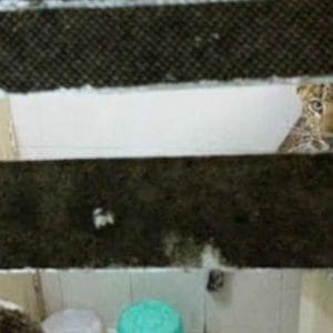 Macan Tutul Masuk Ke Kamar Hotel di India