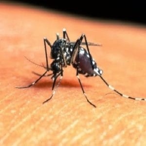 Di Tengah Wabah Corona, Pemkab Lahat Ingatkan Warga Tetap Waspadai DBD