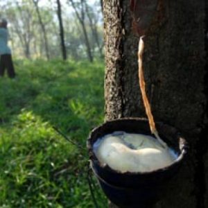 Gara-gara Ini, Ekspor Karet Naik Hingga 5%