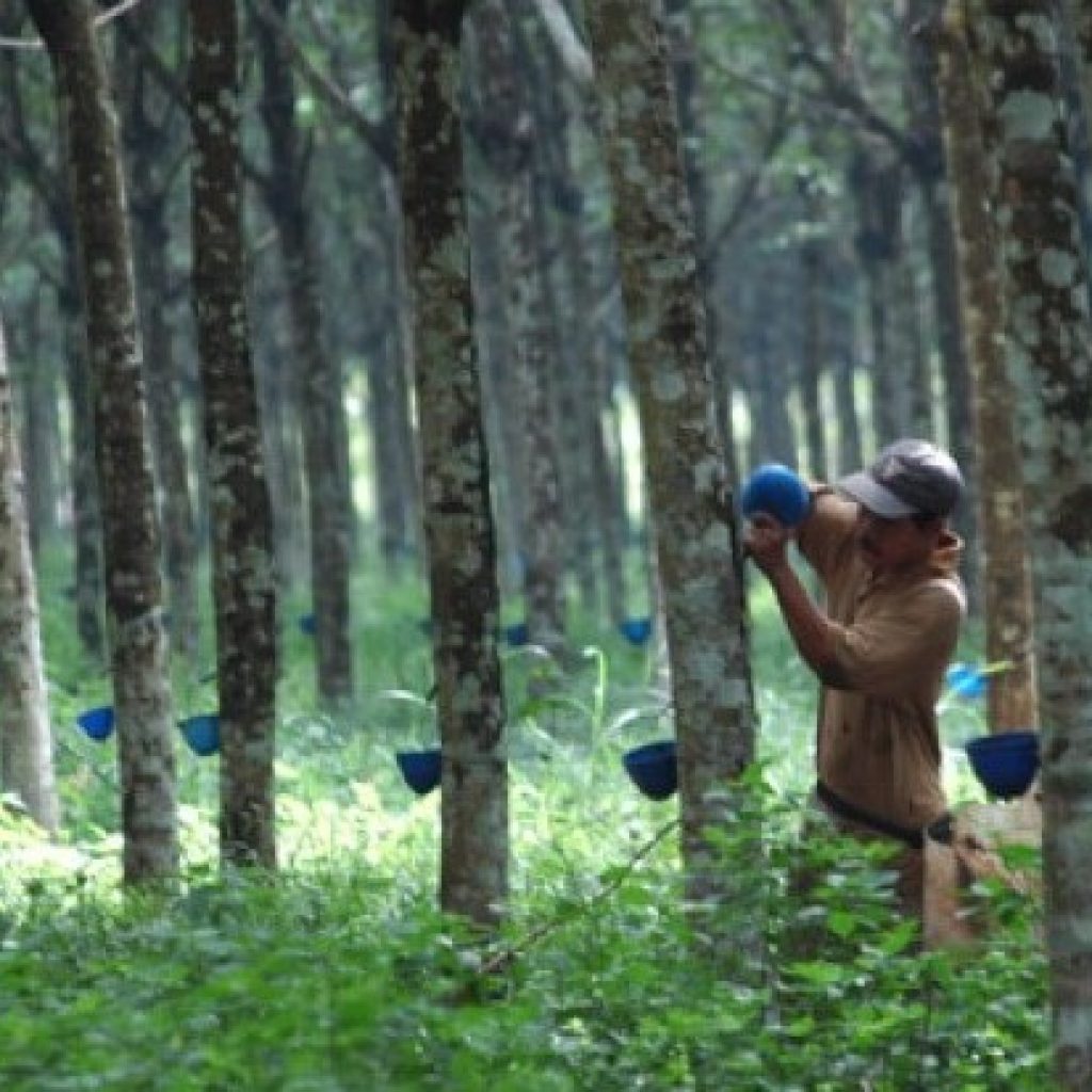 Wabah Gugur Daun Serang Lahan Karet di Sumsel