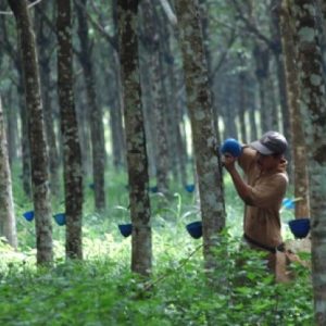 Banyaknya Sudah Tua, Pemprov Sumsel Kembali Lakukan Peremajaan Lahan Karet