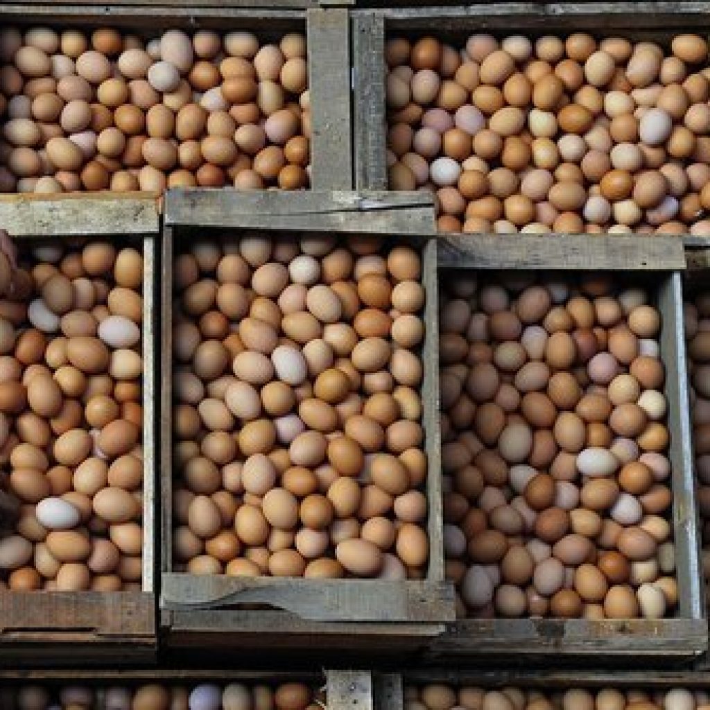 Jelang Nataru Harga Telur Ayam Melonjak Naik