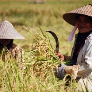 Pemerintah Akan Berikan BLT Pada Petani Kategori Miskin