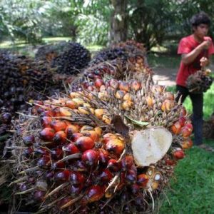 Diversifikasi Pasar Kelapa Sawit Mendesak Dilakukan