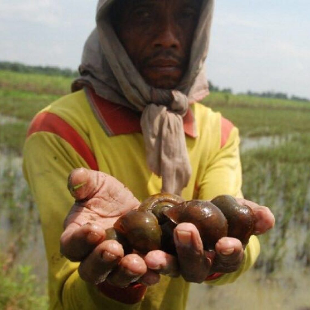 Jelang Musim Tanam Padi, Pemkab Lahat Siaga Serangan Hama Keong Mas