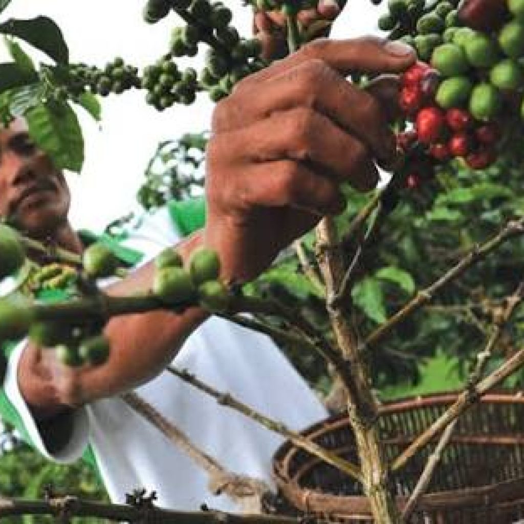 Kopi Semendo Akan Unjuk ‘Rasa’ di Kampung Kopi Asian Games