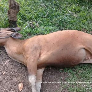 Ratusan Ekor Sapi Mati Akibat Virus Jembrana di Musi Rawas