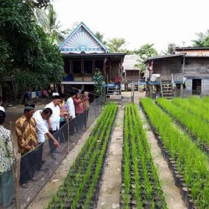 Di OI Ada Sawah di Pekarangan rumah