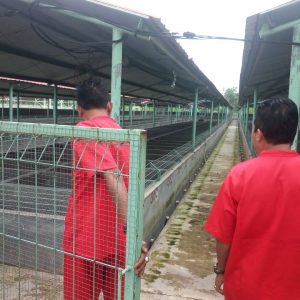 Ngeri! Ada Ribuan Buaya yang Resahkan Warga di Desa Ini