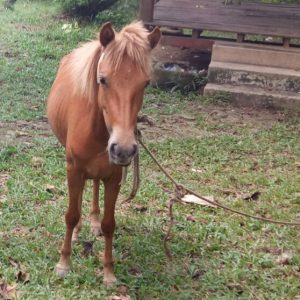 Kuda Punti Kayu Kabur, Jalanan Macet