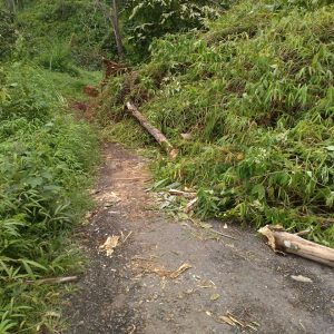 Longsor, Akses Jalan Semende Darat Laut Lumpuh Total