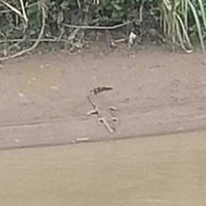 Viral! Buaya ‘Santai’ Berjemur di Pinggir Sungai Enim