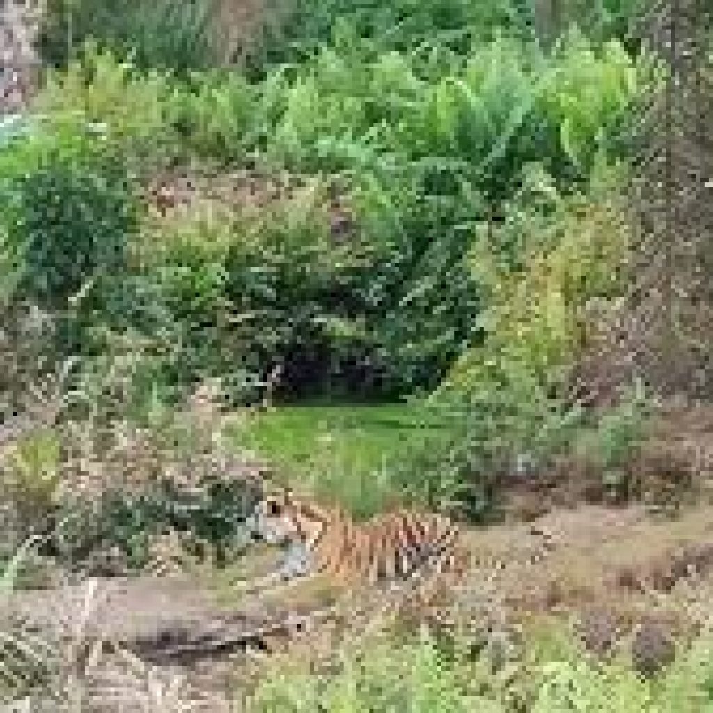 Buruh Bangunan di Riau Tewas di Serang Harimau
