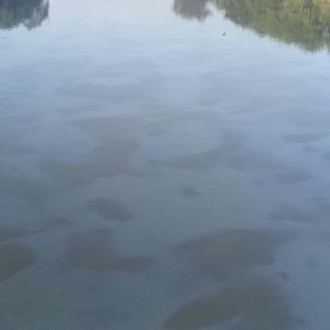 Sungai Lematang Tercemar Limbah Minyak, Aktivitas Masyarakat Lumpuh