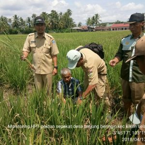 Tiga Hektar Sawah Tanjung Beringin Diserang Hama Kepik