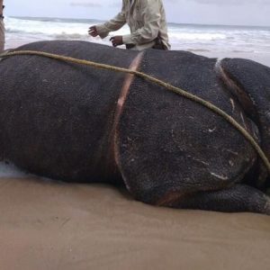 Badak Jawa Ditemukan Tewas di Pantai Karang Ranjang