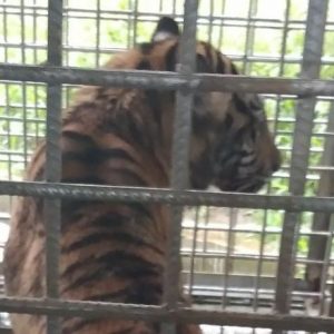 Akhirnya Harimau Bonita Berhasil Dievakuasi