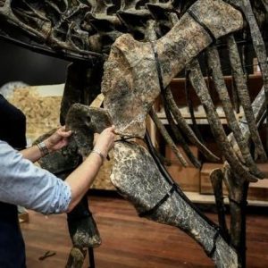 Fosil Dinosaurus Langka Ini Dilelang, Minat?