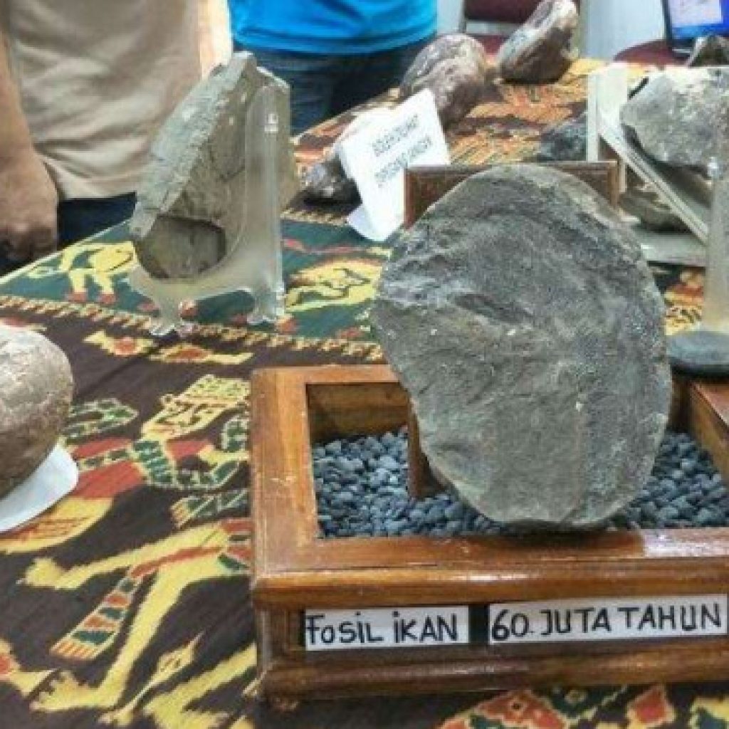 Wow, Fosil Binatang Laut NTT Diperjualbelikan Lho