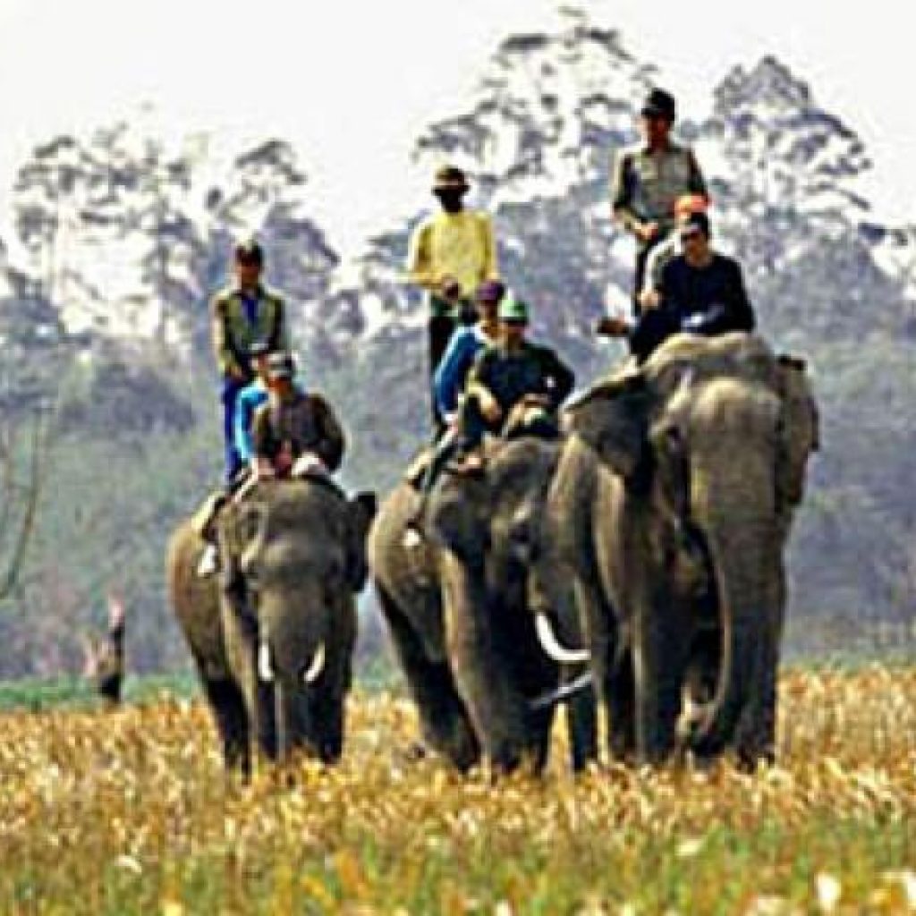Sekolah Pertama Gajah Indonesia Ternyata Ada Di Sumatera Lho!