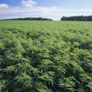 Tim Gabungan Temukan Ladang Ganja Seluas Tujuh Hektar