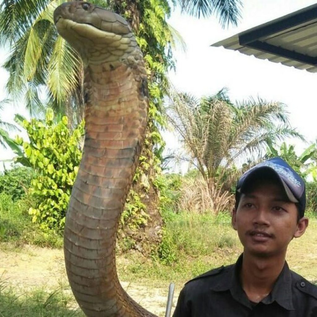 Tak Lazim, Mahasiswa Ini Pelihara King Kobra