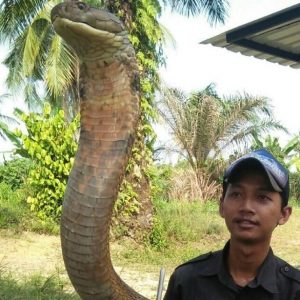 Tak Lazim, Mahasiswa Ini Pelihara King Kobra