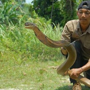 Aksi Nekat Muamar Pelihara Ular Berbisa