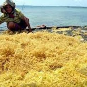 Potensi Rumput Laut Indonesia Capai Rp 459 Triliun