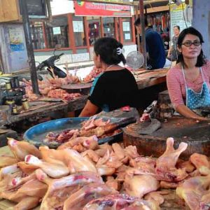 Harga Ayam Potong Tinggi, Disdag Kambing Hitamkan Rantai Distribusi