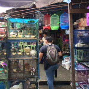 Kata Presiden Kalajengking Bisa Buat Kaya, Tapi Disini Tak Ada yang Mau Jual