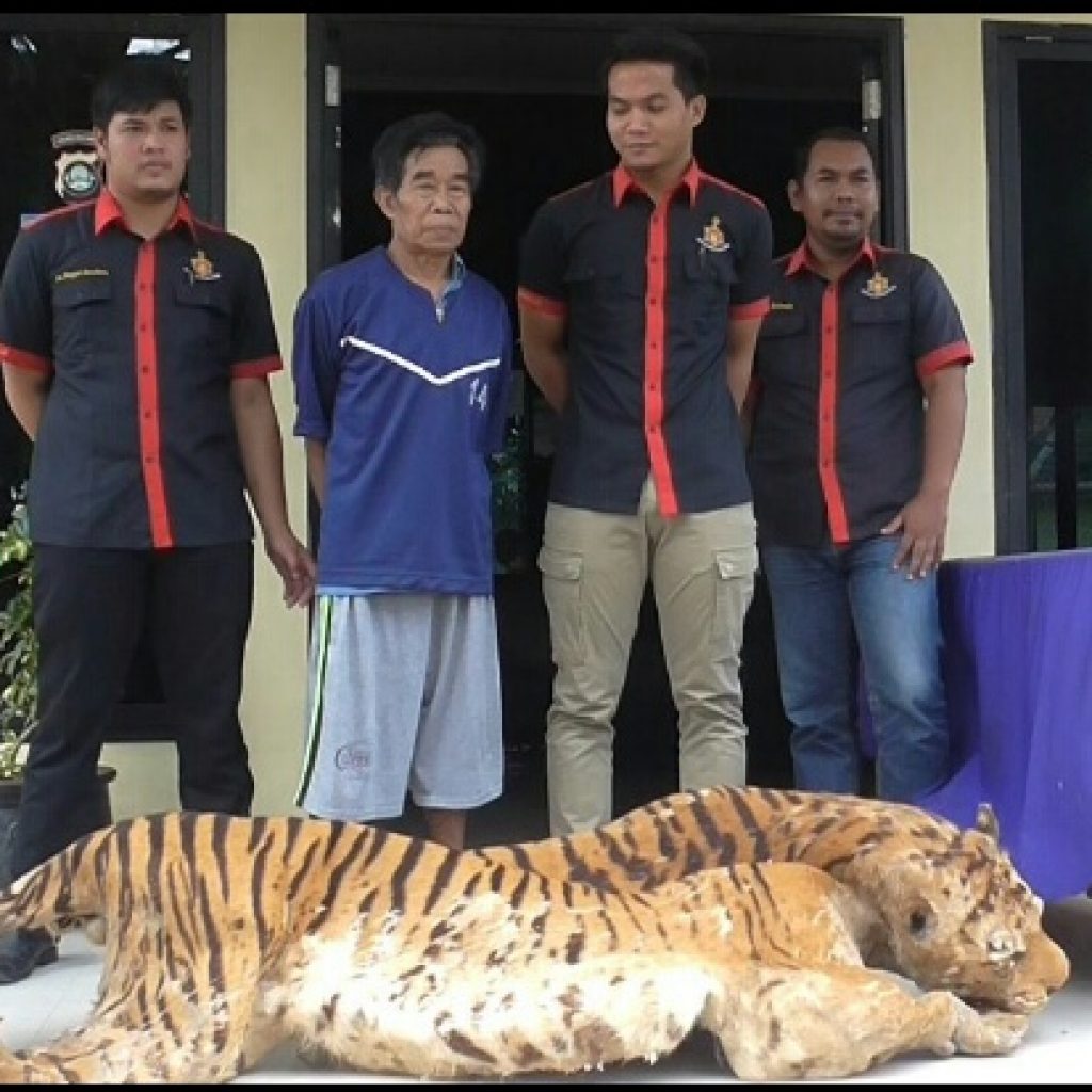 Pria Beristri Enam Ditangkap Hendak Jual Kulit Harimau Sumatera