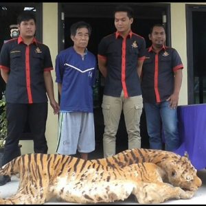 Pria Beristri Enam Ditangkap Hendak Jual Kulit Harimau Sumatera