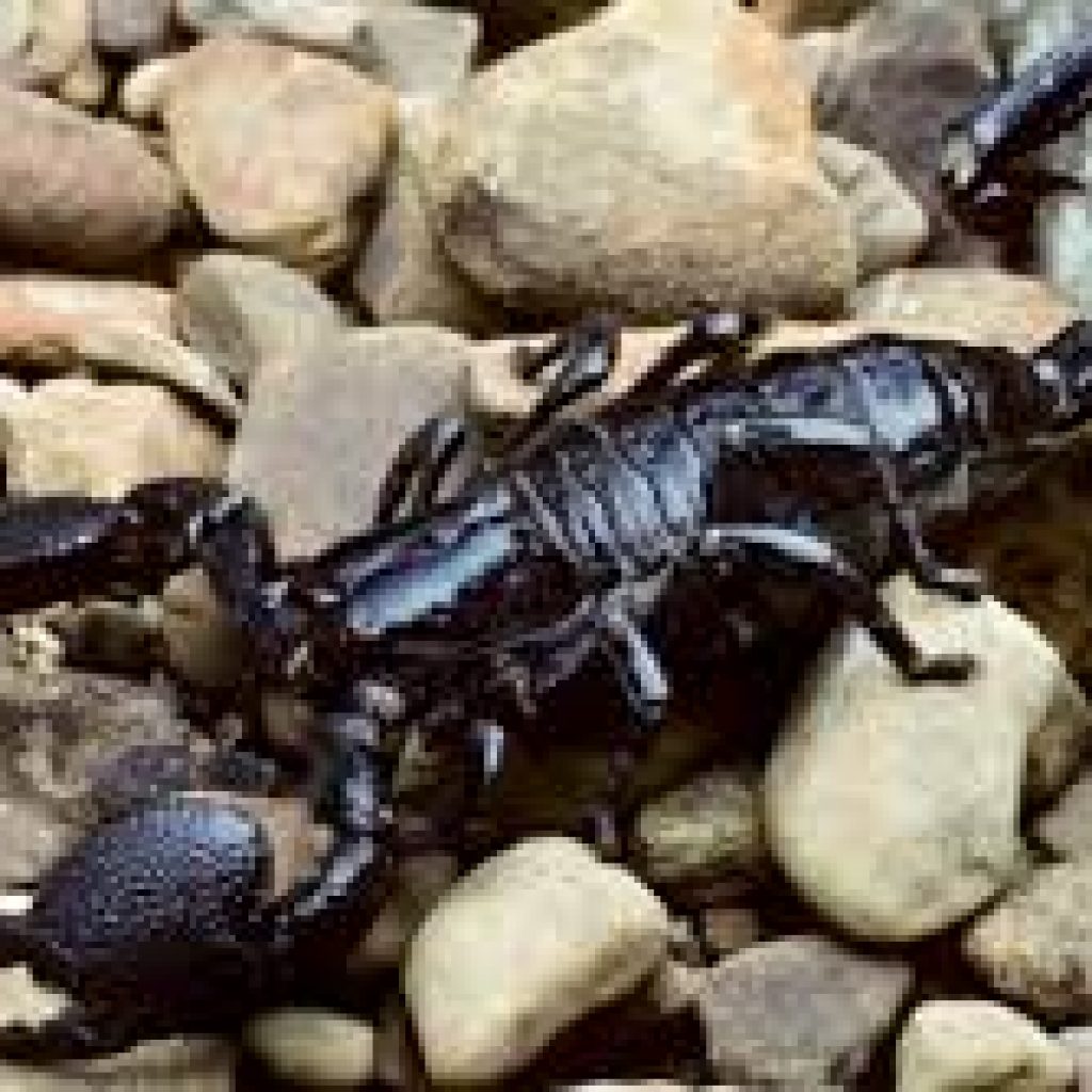 Racun Kalajengking & Bisa Kalajengking, Ayo Apa Bedanya?