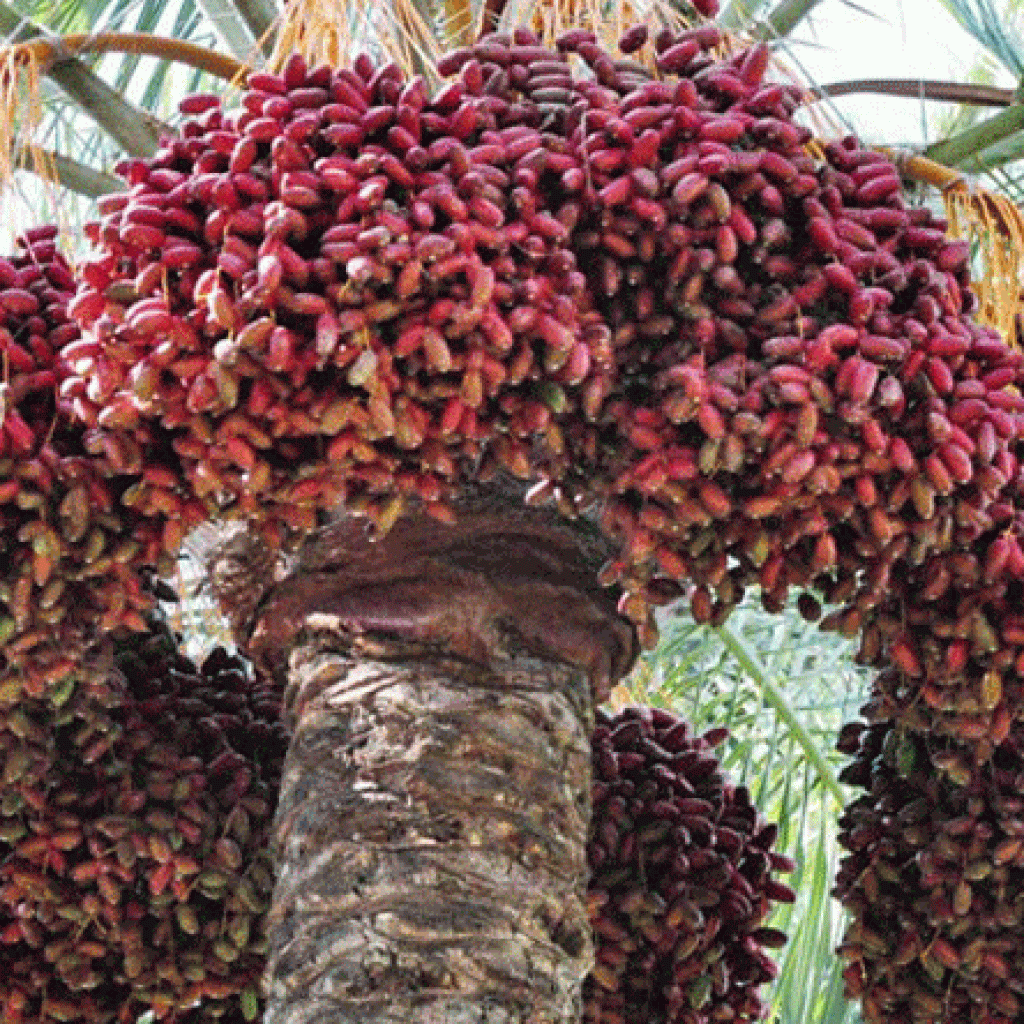 Ini Kurma Yang Cocok Untuk Air Nabezz