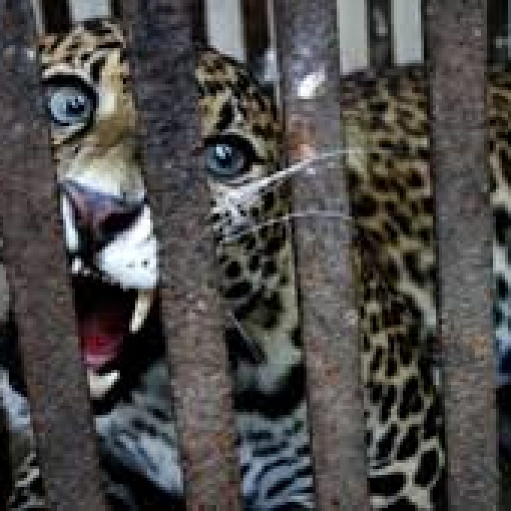 Nasib Naas, Bocah 3 Tahun  Dimakan Macan Tutul di Taman Safari