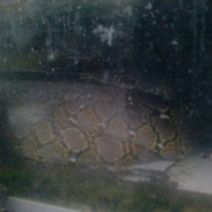 Pyhton 4 Meter Ditemukan Nyantai Dikamar Mandi