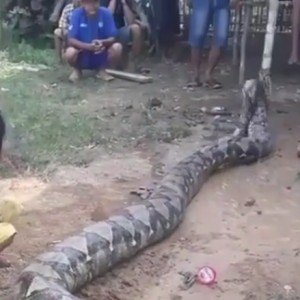 BKSDA Segera Tinjau Lokasi Penemuan Ular 8 Meter