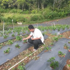 Mau Liburan Sambil Petik Strowberry? Cukup Datang Kesini