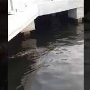 Buaya Di Priok, Petugas Buru Hingga 7 Hari Kedepan