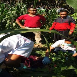 Ada Mayat Perempuan Tanpa Rok Bawah di Kebun Jagung