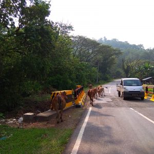 Waspada Hewan Ternak Melintas di Jalur Mudik