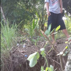 Puluhan Rumah Warga Tanjung Lalang Terancam Ambruk