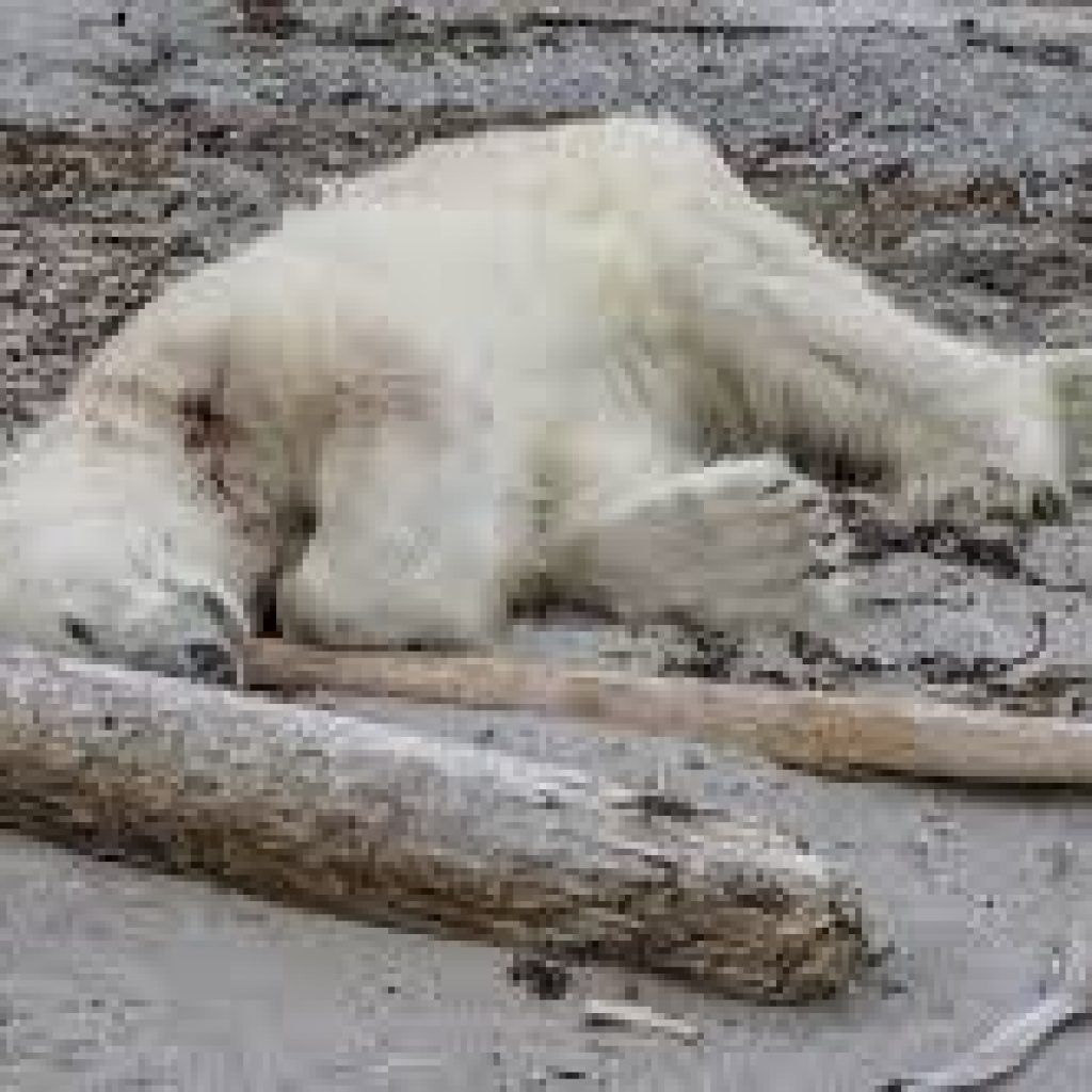 Serang Pekerja, Beruang Kutub Ditembak Mati