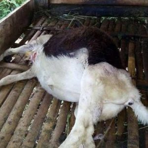 Birahi, 8 Pria India Gagahi Kambing Hingga Mati