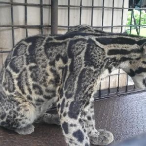 Warga Tangkap Macan Dahan Yang Terjebak di Kolong Rumah