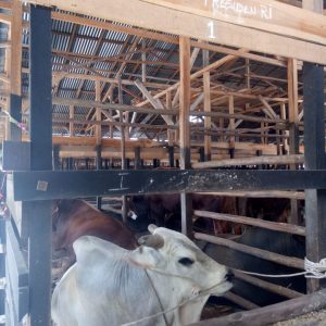 Dinas Pertanian Lahat Jamin Stok Daging Jelang Lebaran Haji Aman